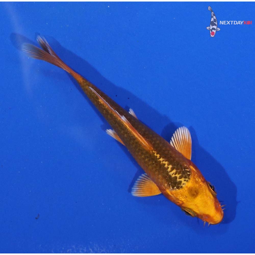 4” Imported Orenji Matsuba - Image 5