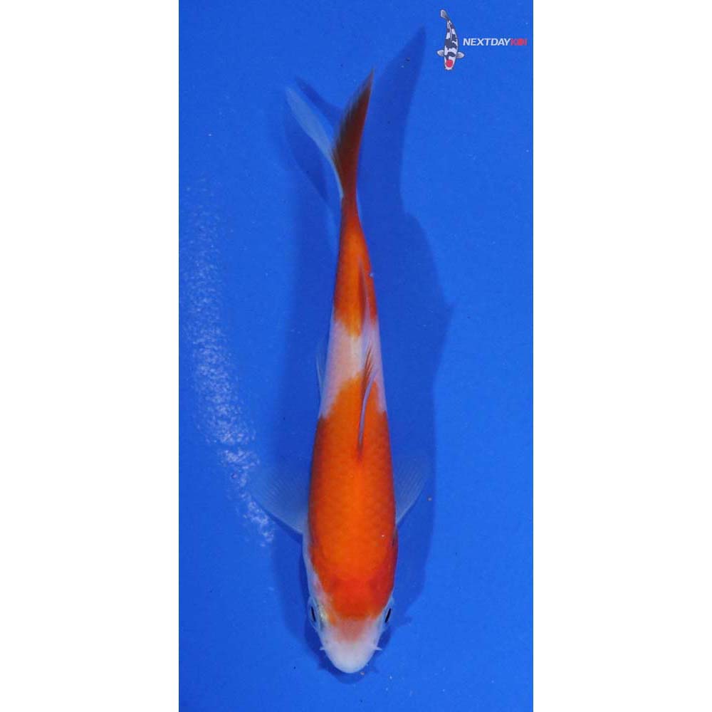 4” Imported Kohaku