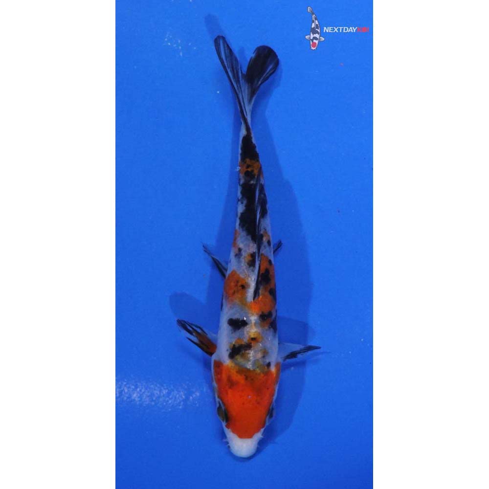 4” Imported Sanke