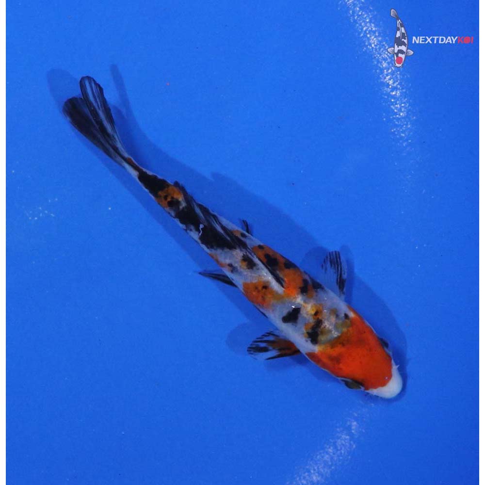 4” Imported Sanke - Image 3