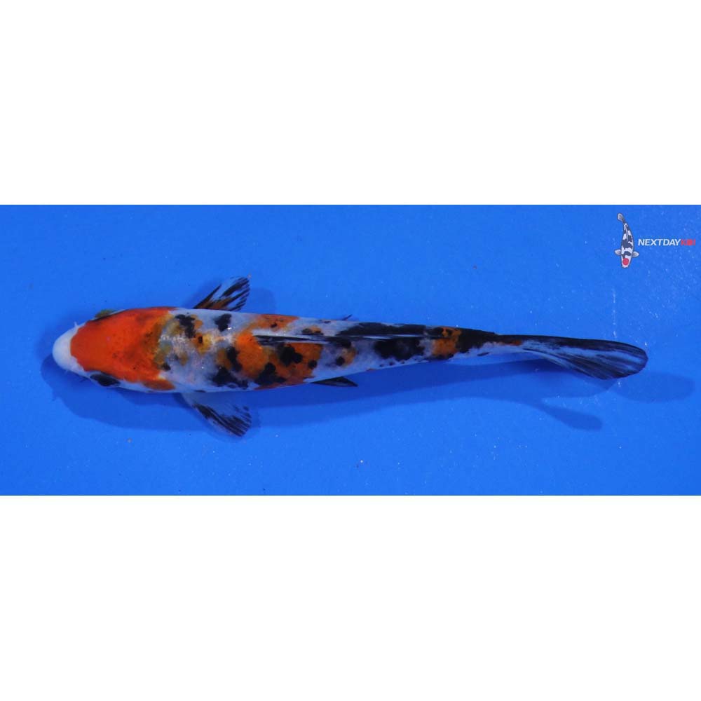 4” Imported Sanke - Image 4