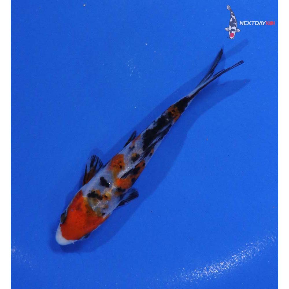 4” Imported Sanke - Image 5