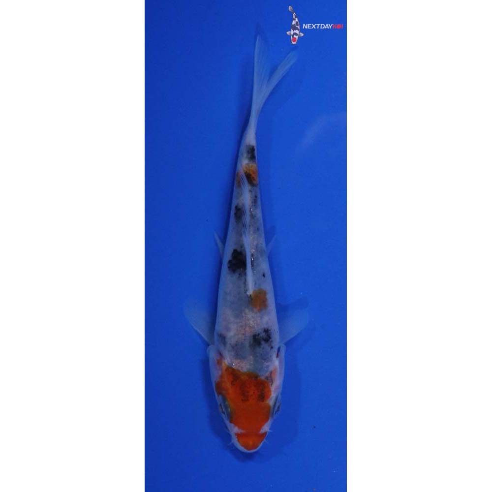 4” Imported Sanke