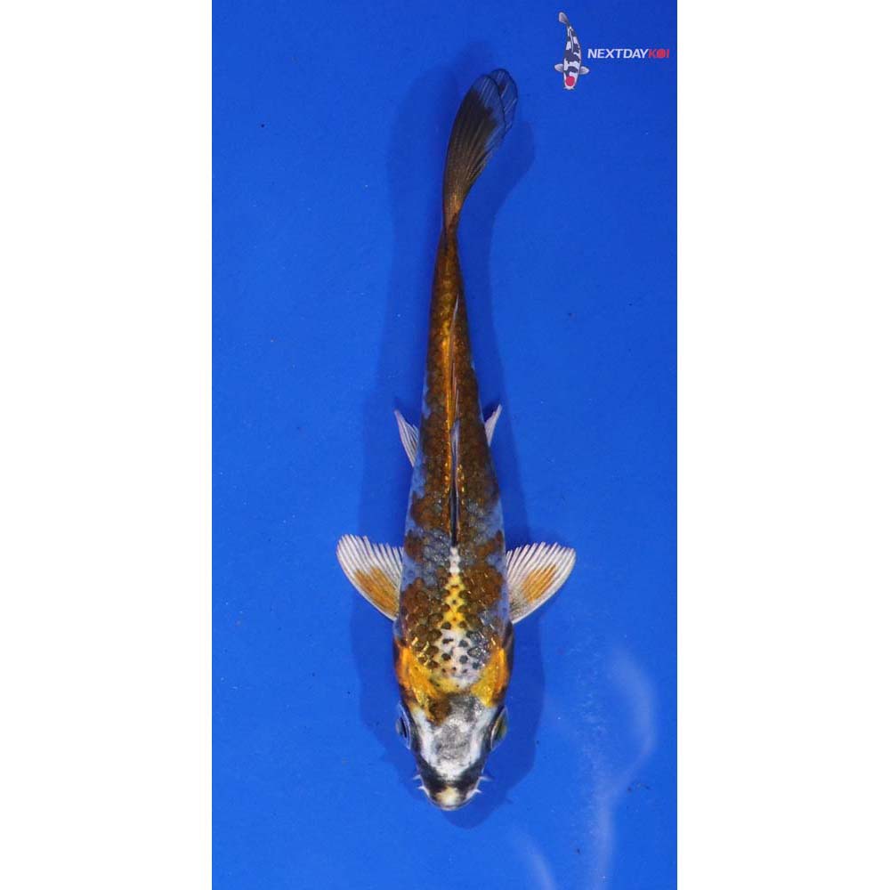 4” Imported Kujaku