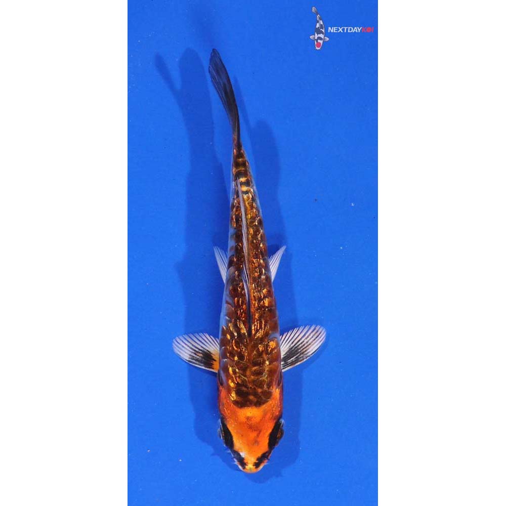 4.5” Imported Gin Rin Kujaku
