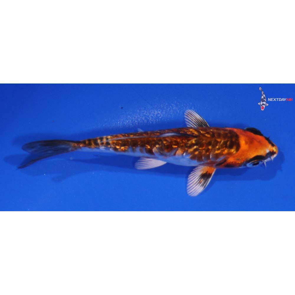 4.5” Imported Gin Rin Kujaku - Image 2