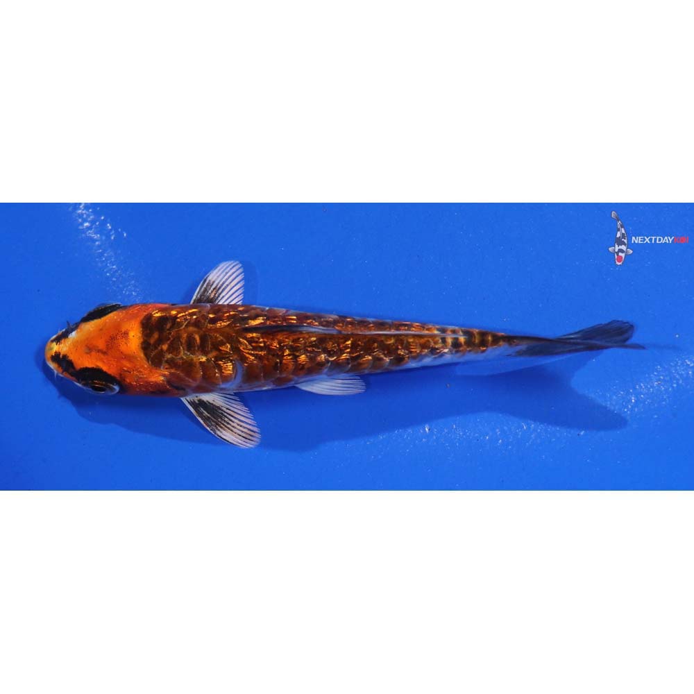 4.5” Imported Gin Rin Kujaku - Image 4