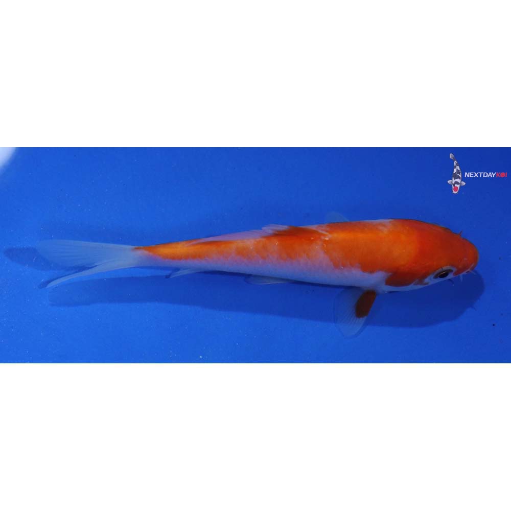 4.5” Imported Kohaku - Image 2