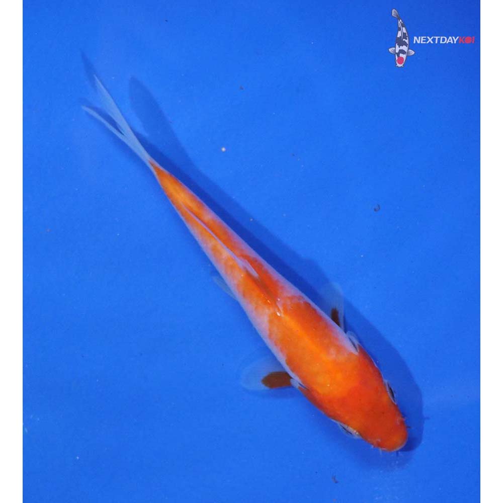 4.5” Imported Kohaku - Image 3