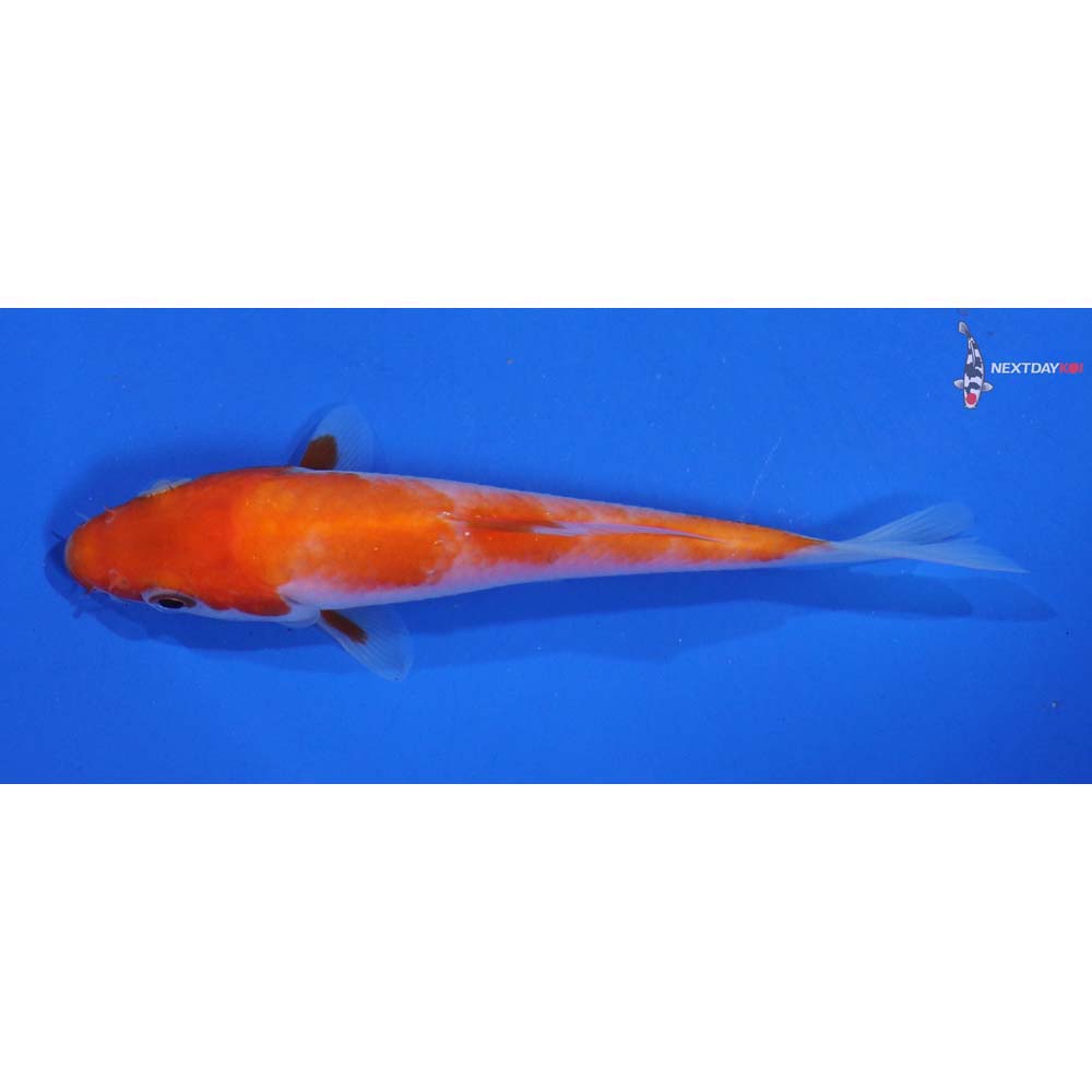4.5” Imported Kohaku - Image 4