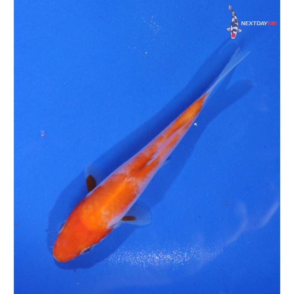 4.5” Imported Kohaku - Image 5