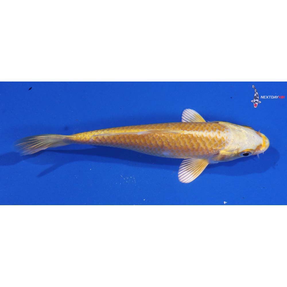 4.5” Imported Lemon Hariwake - Image 2