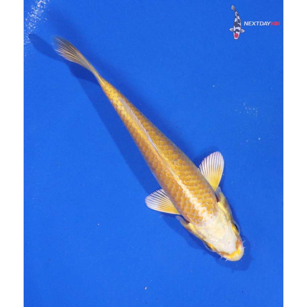 4.5” Imported Lemon Hariwake - Image 3