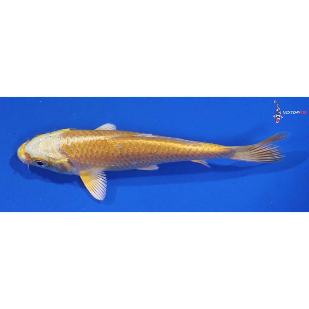 4.5” Imported Lemon Hariwake - Image 4
