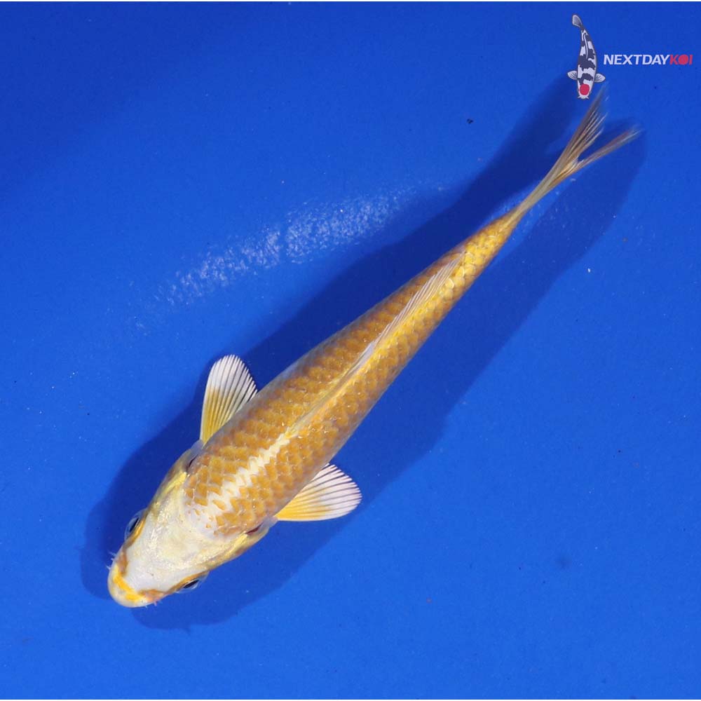 4.5” Imported Lemon Hariwake - Image 5