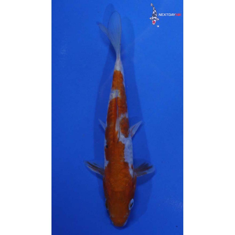 5” Imported Doitsu Ochiba Shigure