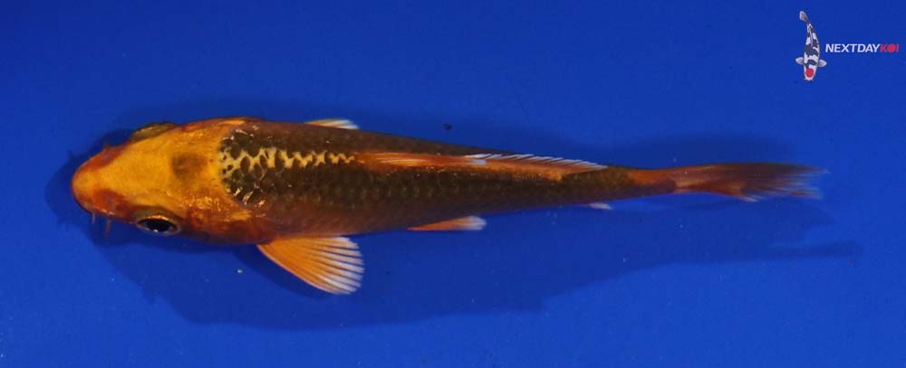 4” Imported Orenji Matsuba - Image 2
