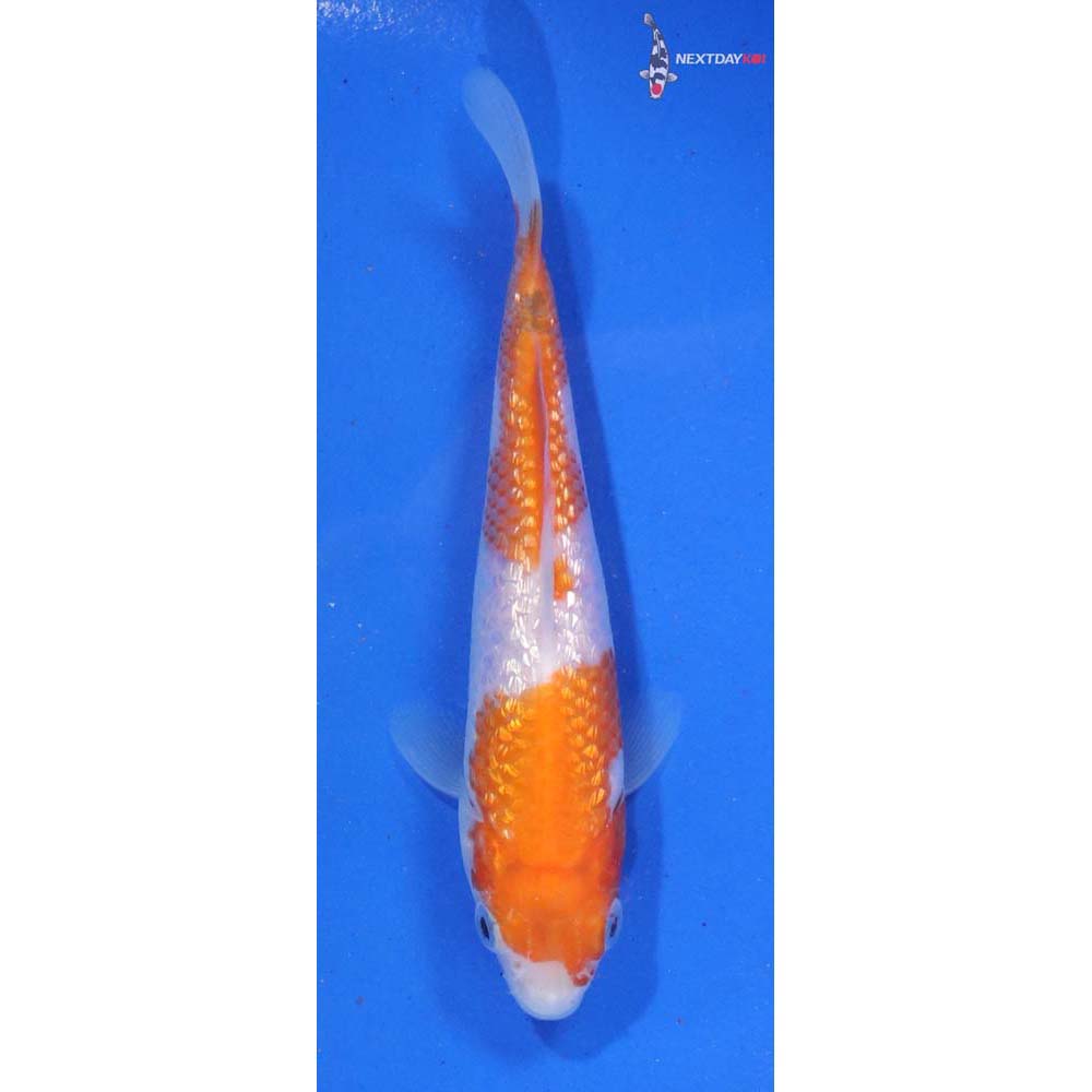 5” Imported Gin Rin Kohaku