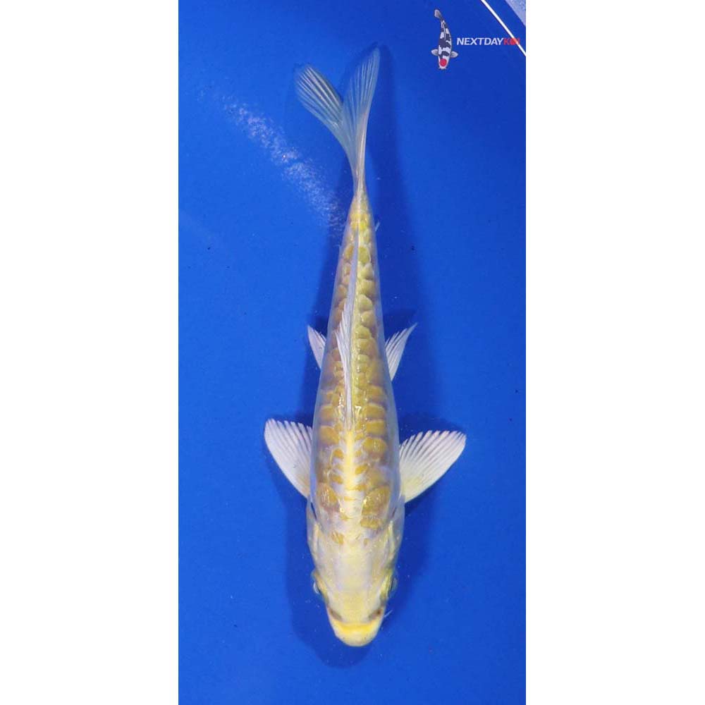 5.5 Imported Doitsu Lemon Hariwake