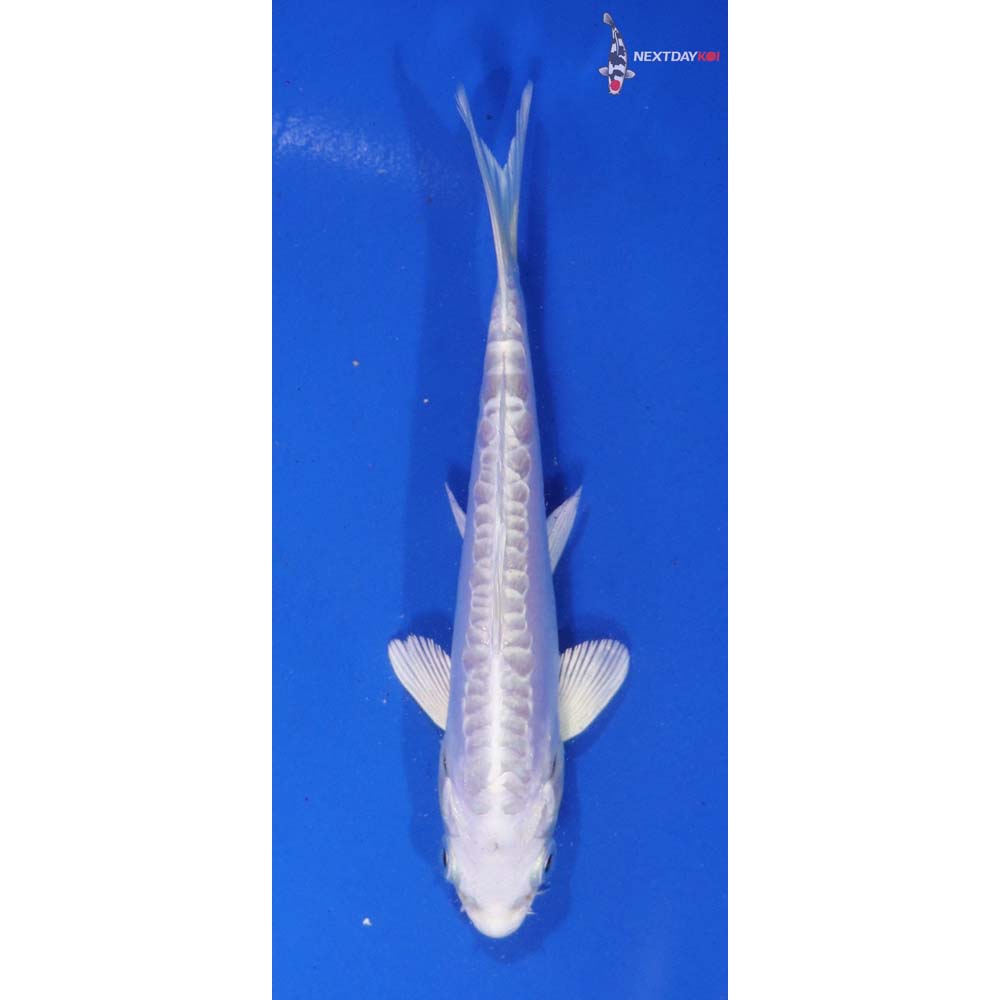 5.5” Imported Doitsu Platinum Ogon