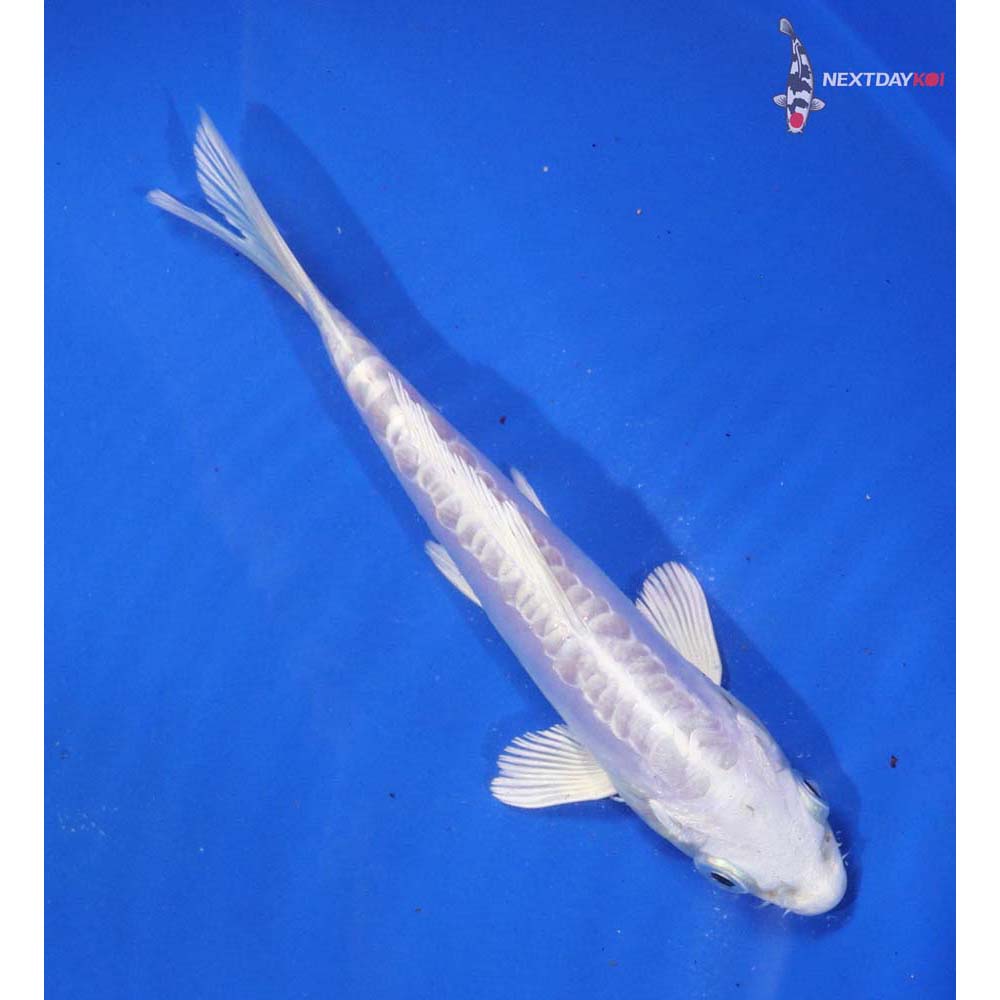 5.5” Imported Doitsu Platinum Ogon - Image 4
