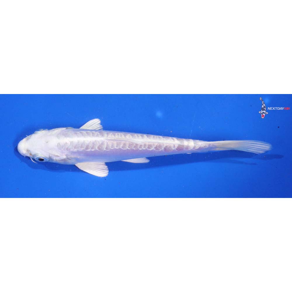 5.5” Imported Doitsu Platinum Ogon - Image 3