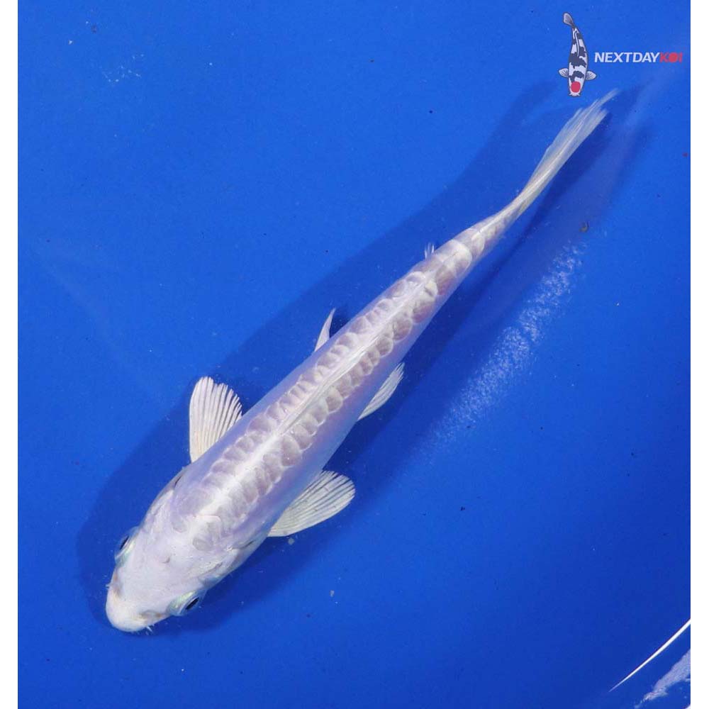 5.5” Imported Doitsu Platinum Ogon - Image 2