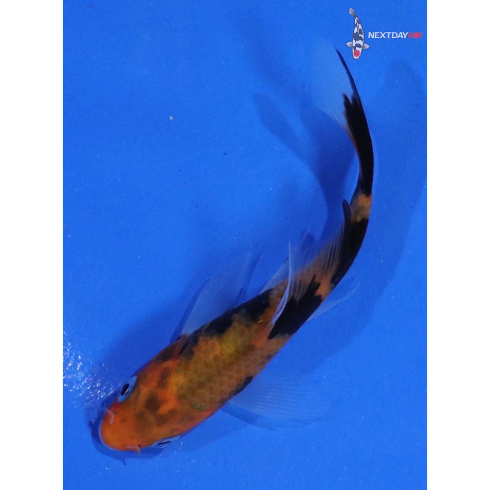 3.5” Imported Sanke Butterfly Koi