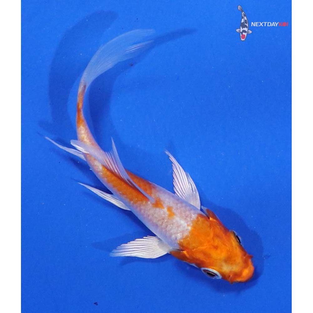 3.5” Imported Hariwake Butterfly Koi