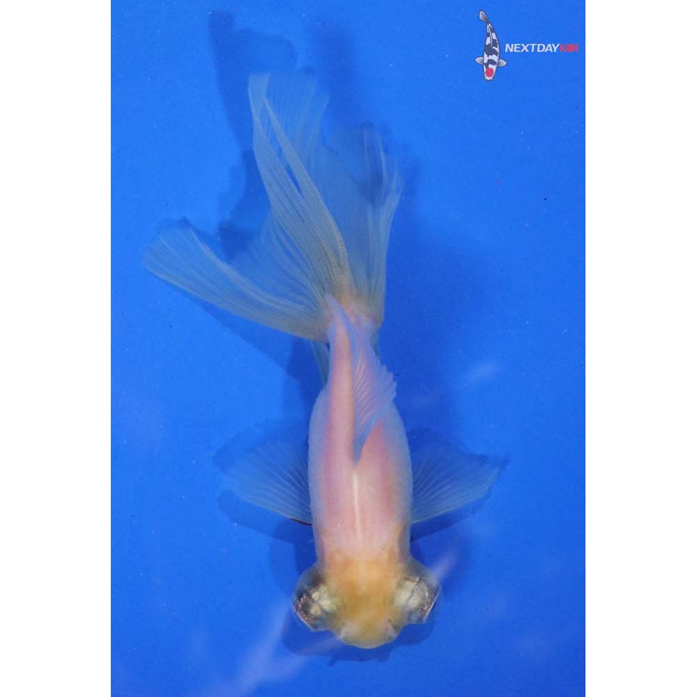 3” Imported White Telescope Fantail
