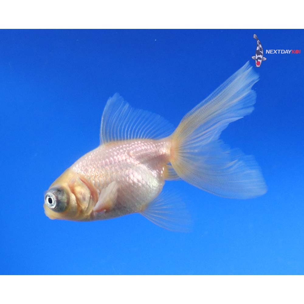 3” Imported White Telescope Fantail - Image 2