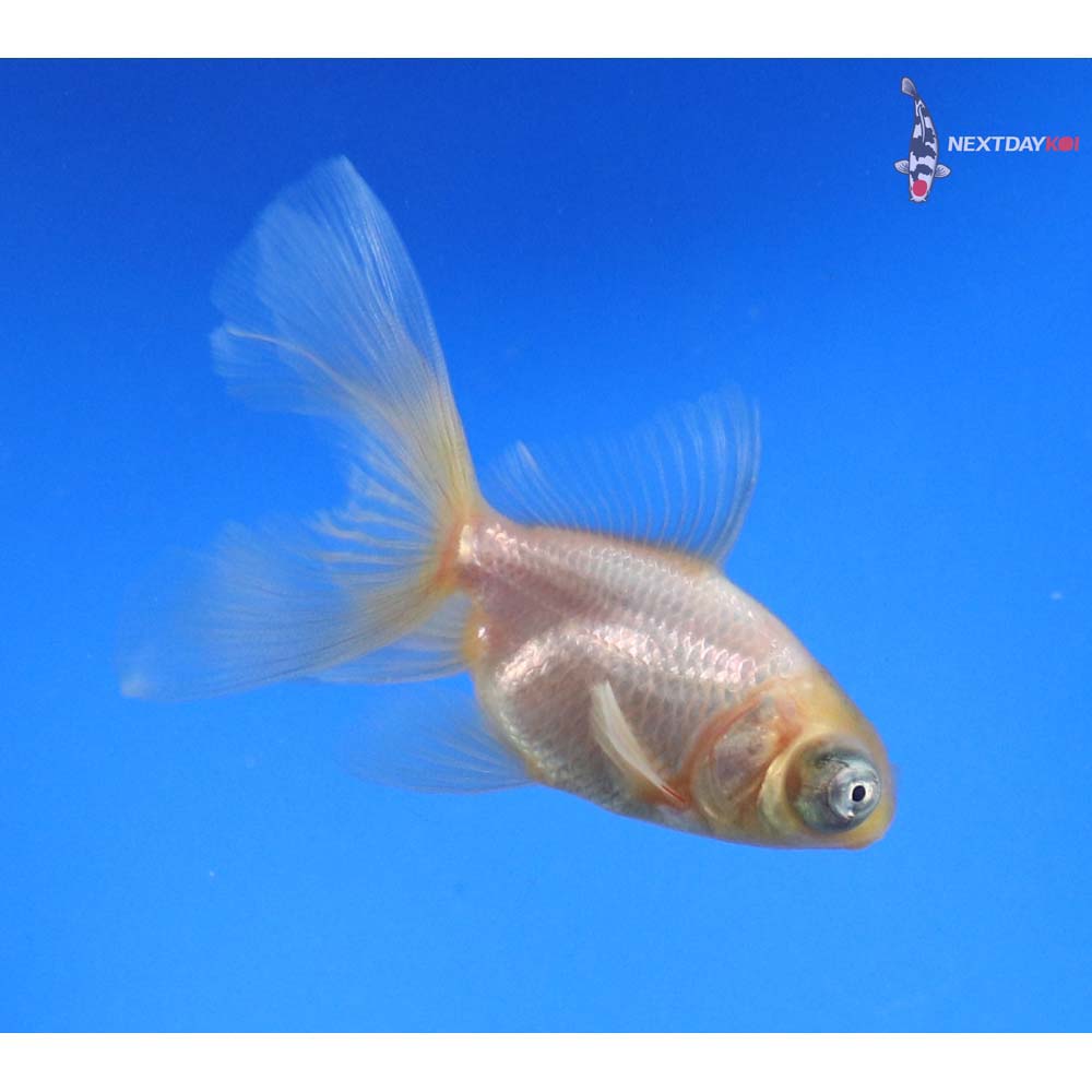 3” Imported White Telescope Fantail - Image 3