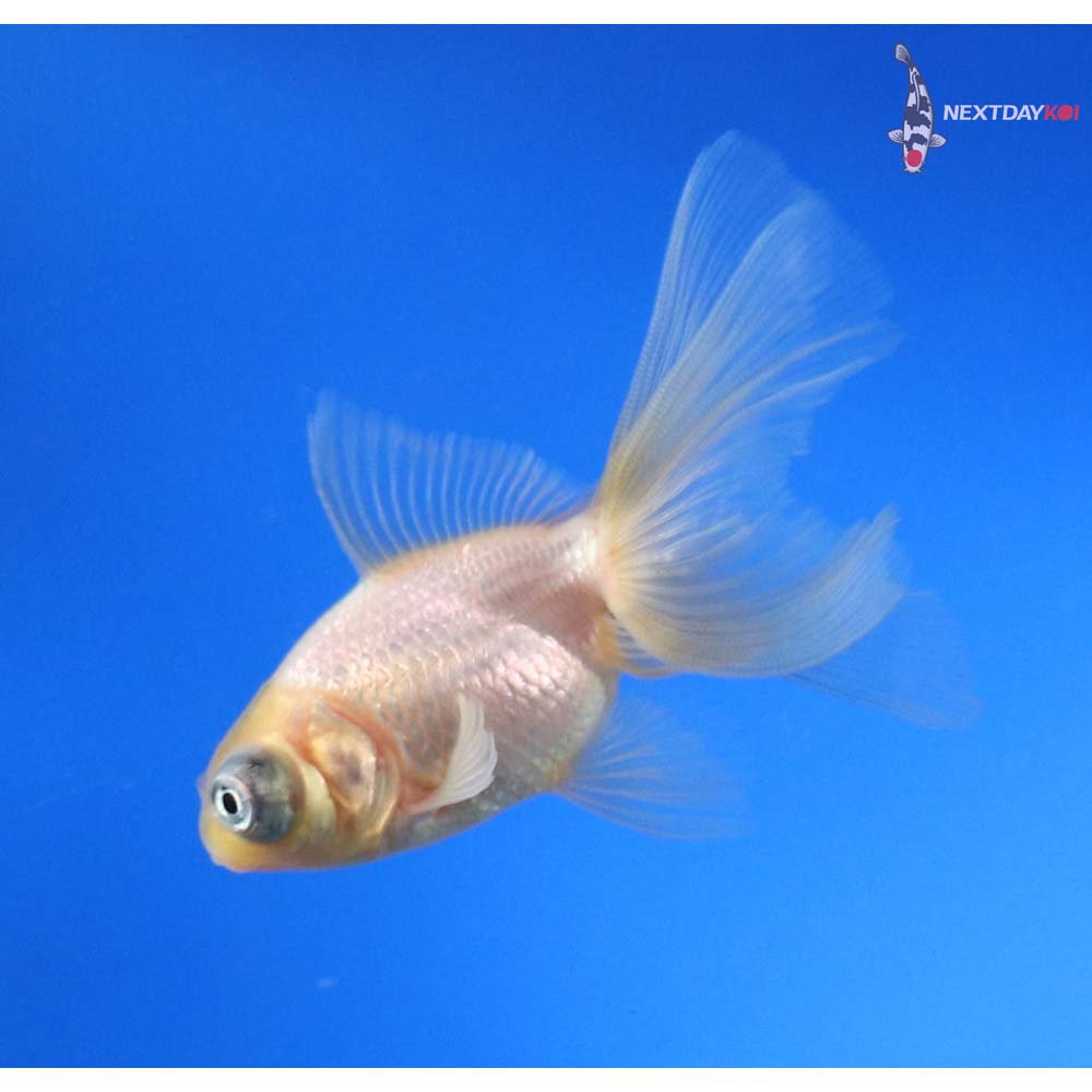 3” Imported White Telescope Fantail - Image 4
