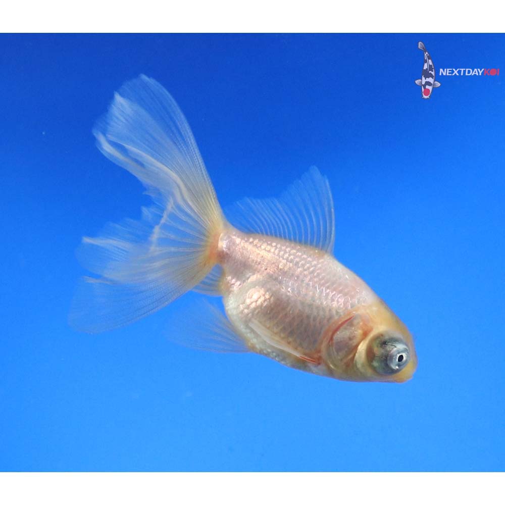 3” Imported White Telescope Fantail - Image 5