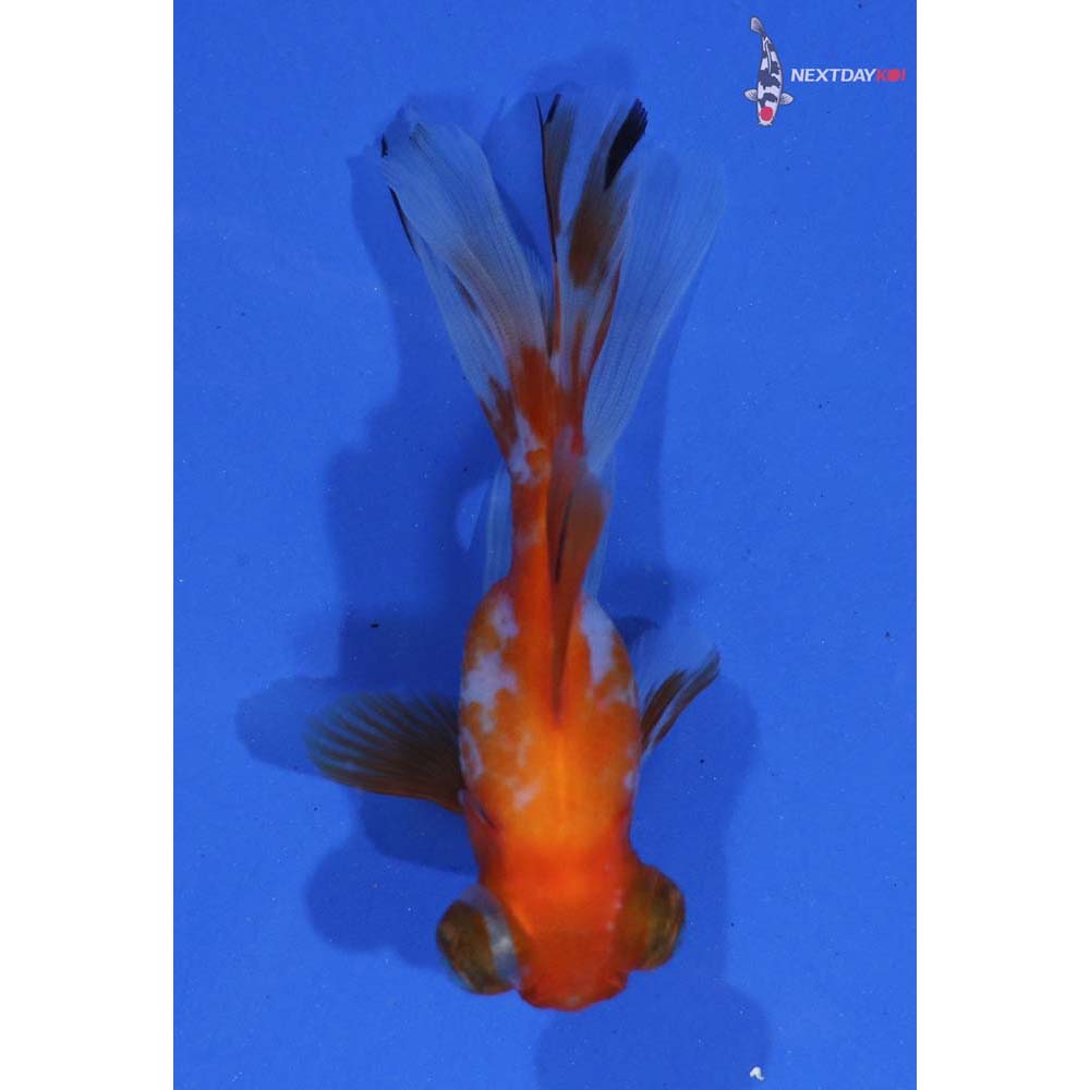 3” Imported Red and White Telescope Fantail
