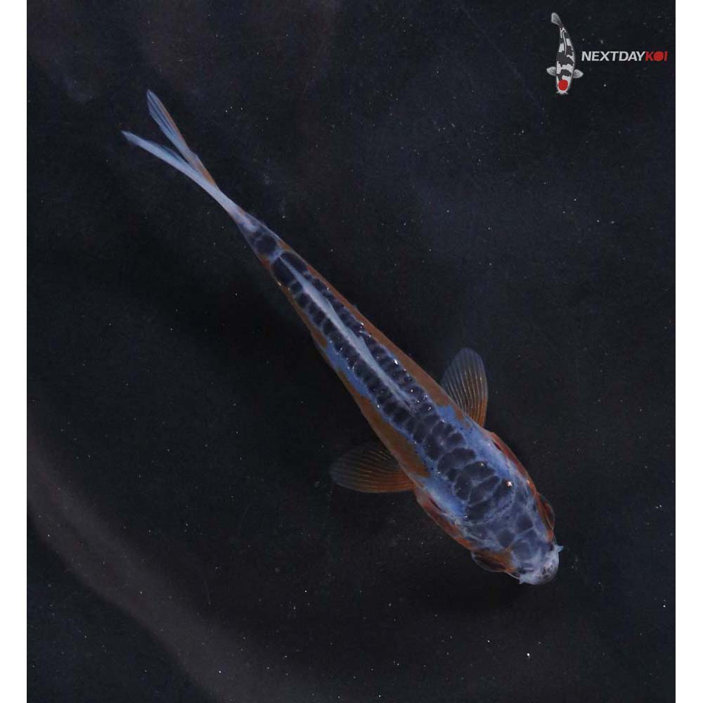 3” Imported Shusui - Image 3