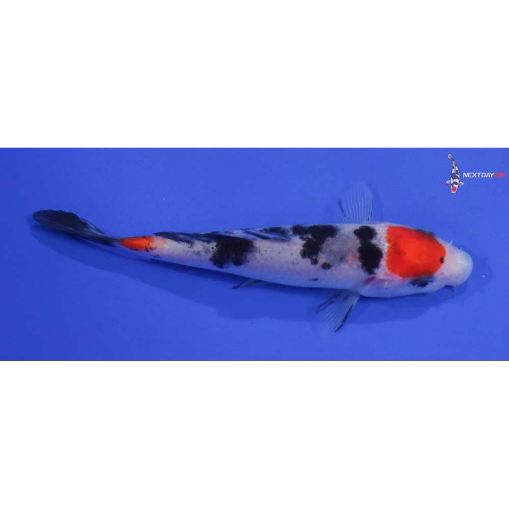 4” Imported Sanke