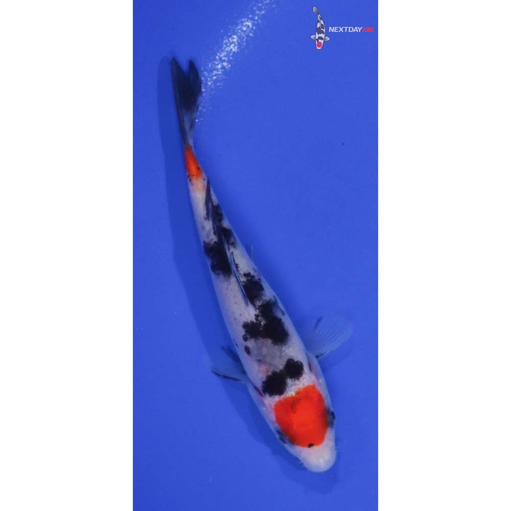 4” Imported Sanke