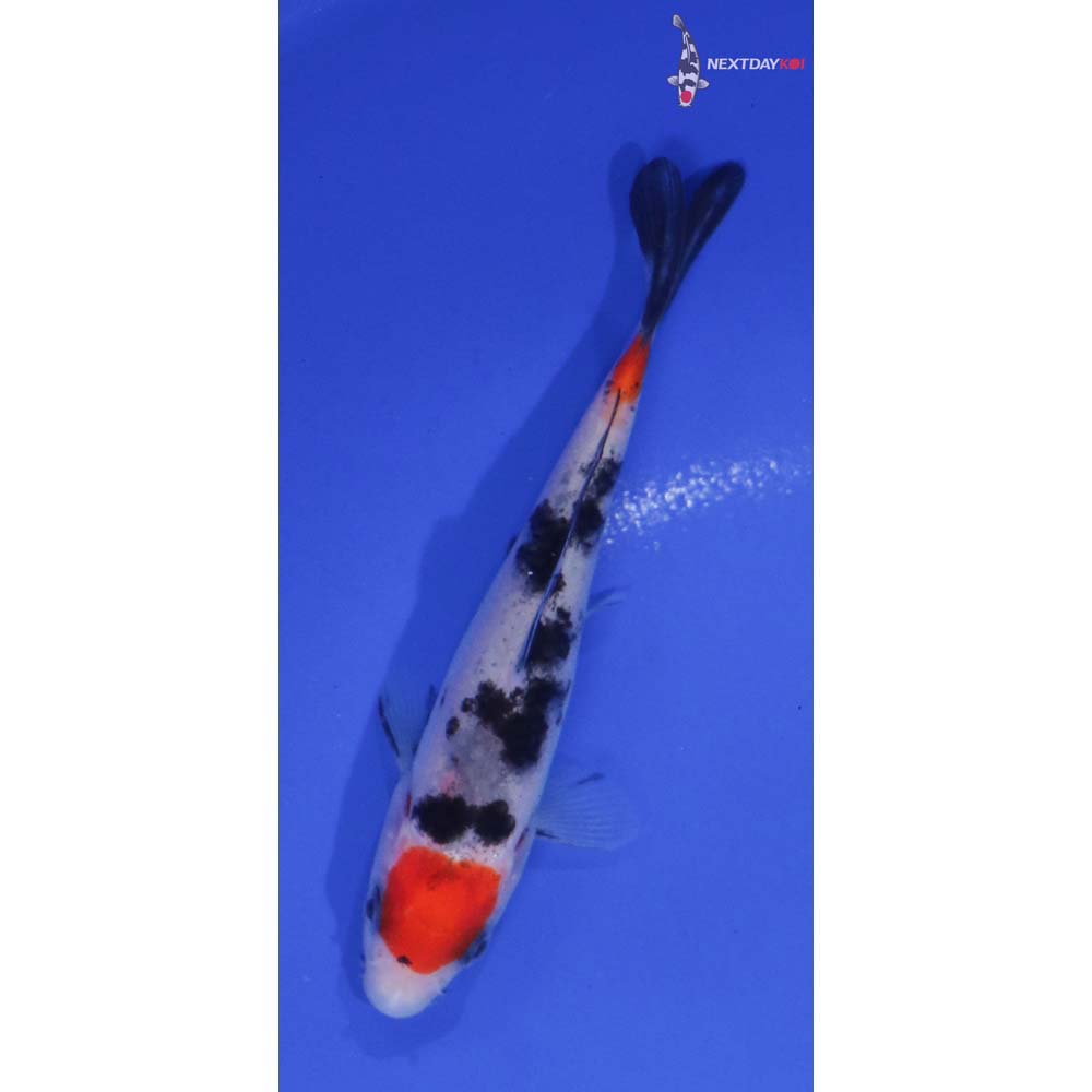 4” Imported Sanke