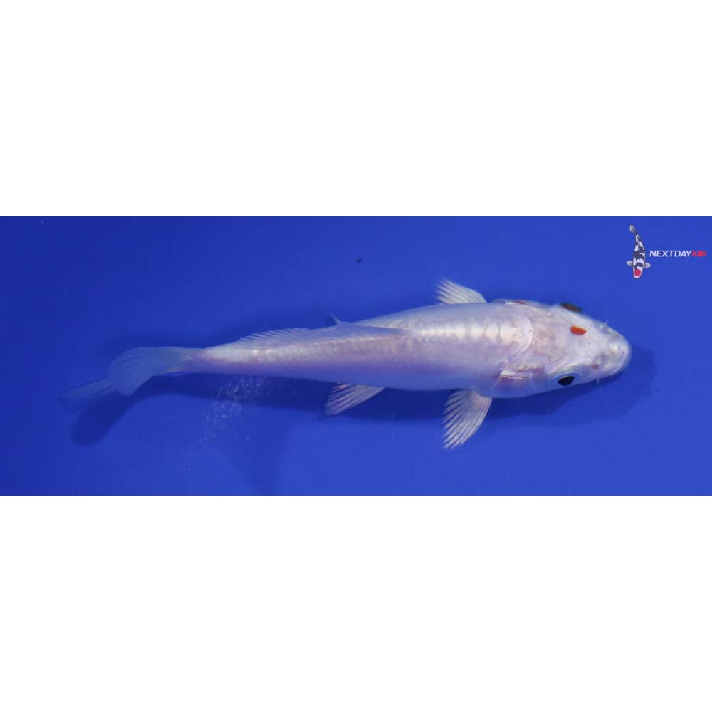 4” Imported Doitsu Platinum Ogon