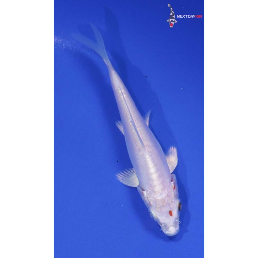 4” Imported Doitsu Platinum Ogon