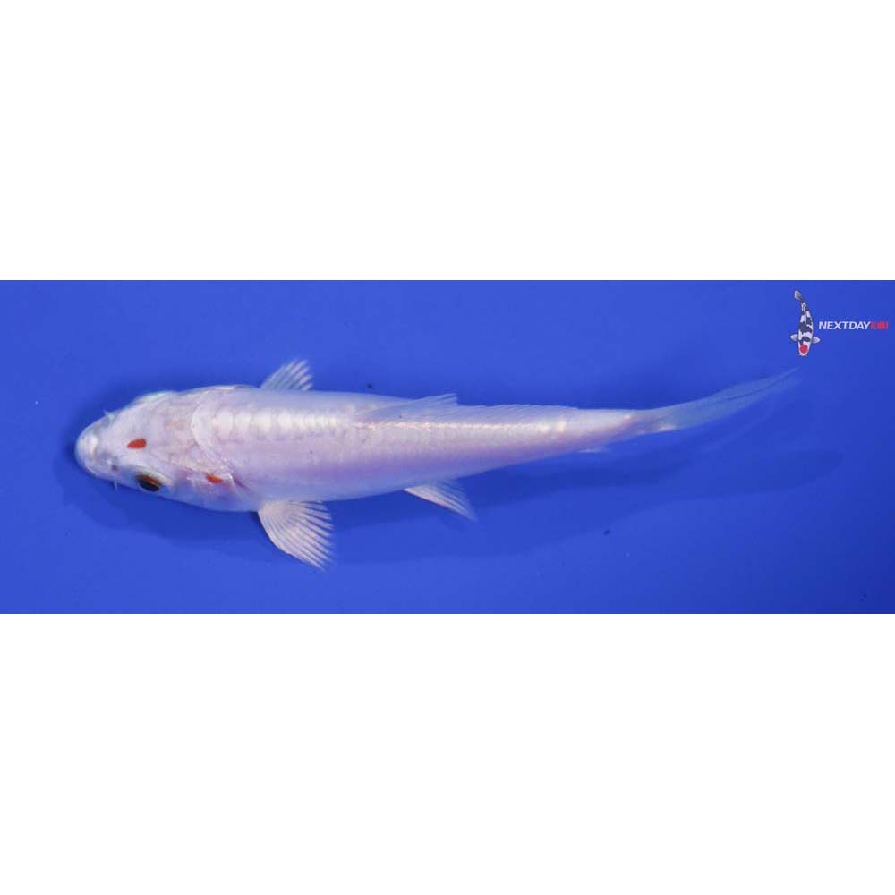 4” Imported Doitsu Platinum Ogon