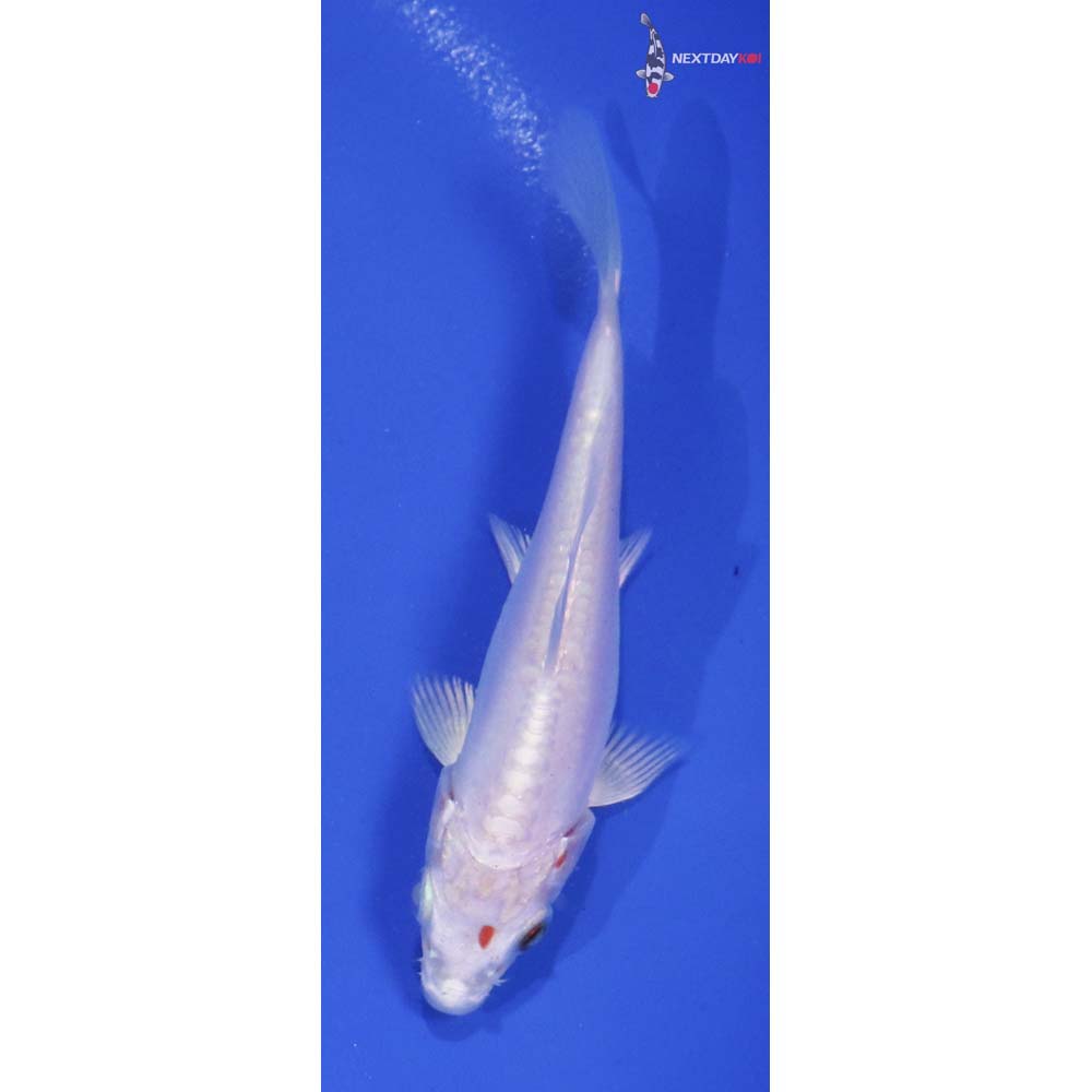 4” Imported Doitsu Platinum Ogon