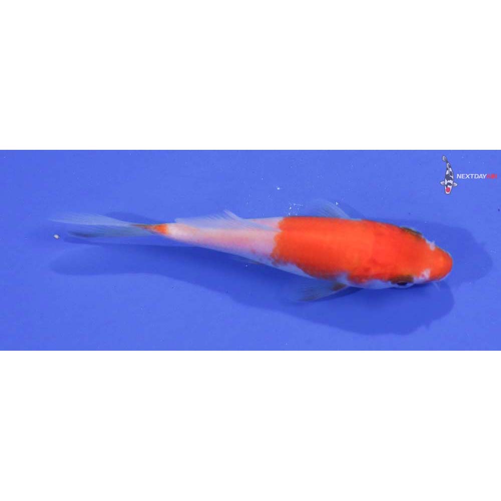 4” Imported Kohaku