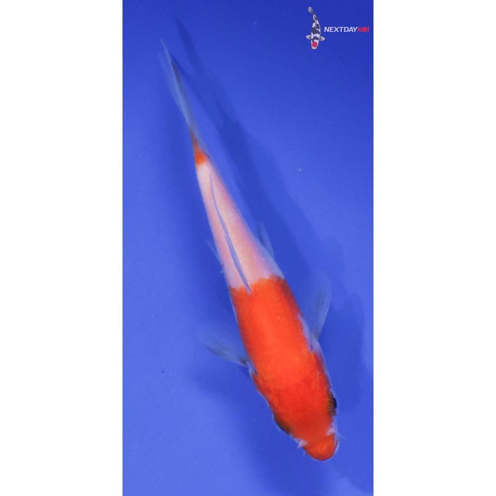 4” Imported Kohaku