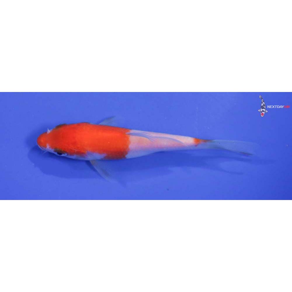 4” Imported Kohaku