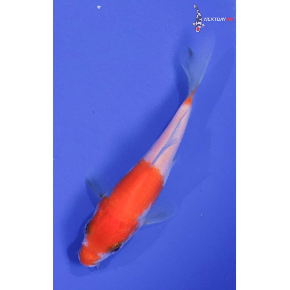 4” Imported Kohaku