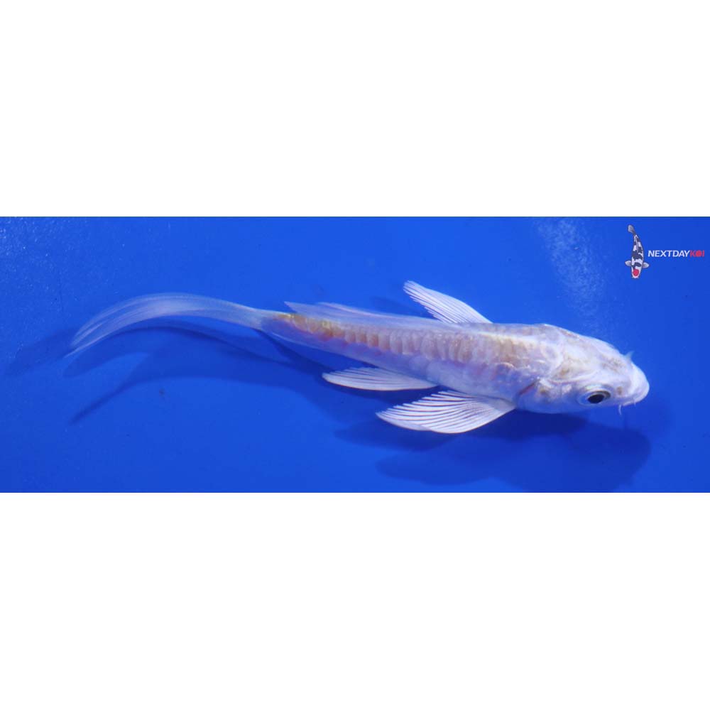 3” Imported Doitsu Lemon Hariwake Butterfly Koi