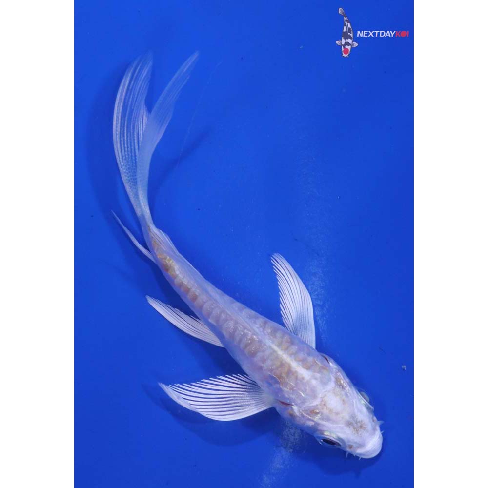 3” Imported Doitsu Lemon Hariwake Butterfly Koi