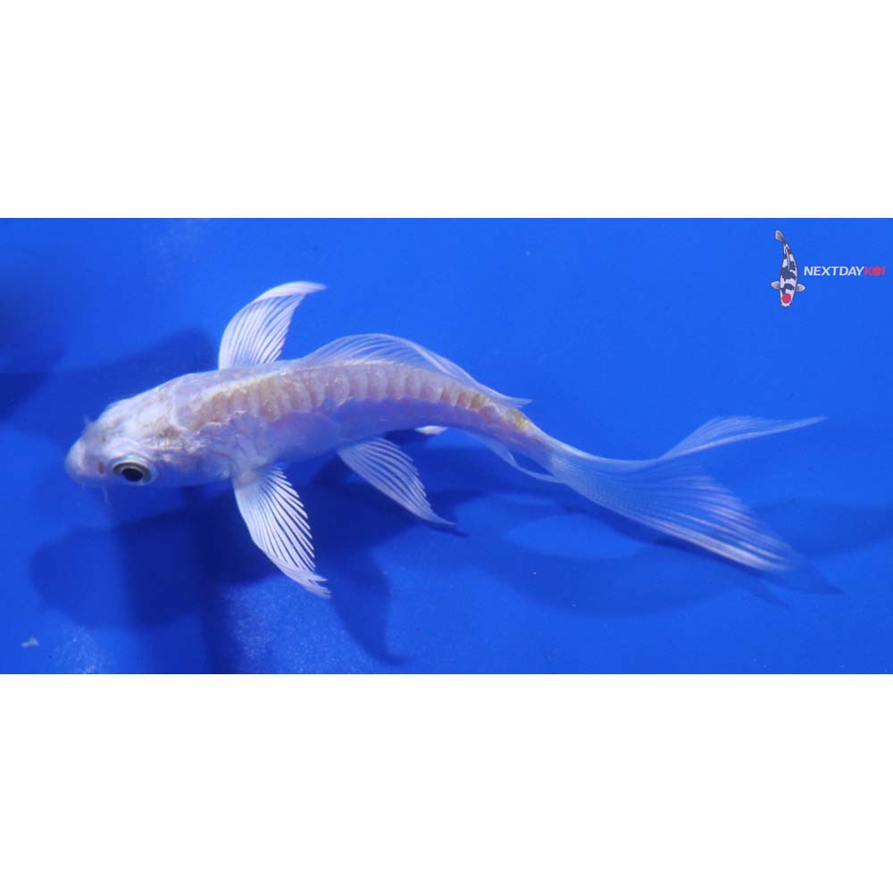 3” Imported Doitsu Lemon Hariwake Butterfly Koi
